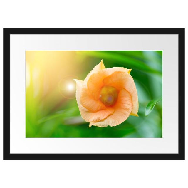 Gerahmtes Poster Orange Blume im Sonnenlicht East Urban Home Größe: 40 cm H x 55 cm B on Productcaster.