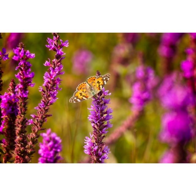 Lady Butterfly von Birdsonline - Drucken Brambly Cottage Größe: 20cm H x 30cm B x 1,8cm T on Productcaster.