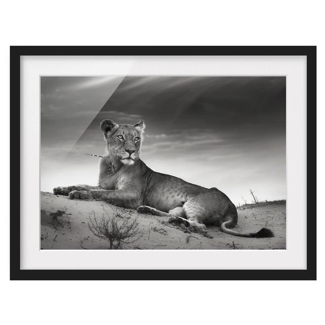 Resting Lion Framed Photographic Art Print East Urban Home Frame Options: Matt black, Size: 70cm H x 100cm W on Productcaster.