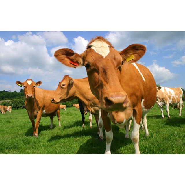 Guernsey Cows - Wrapped Canvas Photograph Brambly Cottage Size: 51cm H x 76cm W x 3.8cm D on Productcaster.