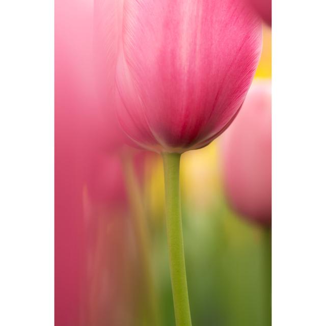 Kyneton Tulip Flower Close-Up by Taratata - Print Marlow Home Co. Size: 122cm H x 81cm W x 3.8cm D on Productcaster.