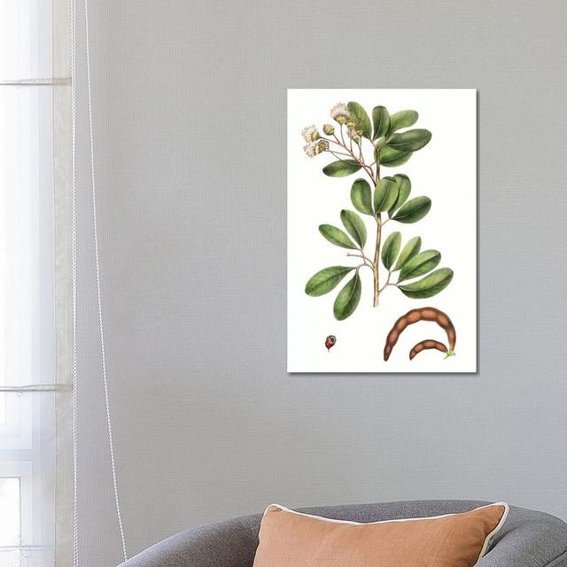 Foliage And Blooms III by Thomas Nuttall - Wrapped Canvas Gallery-Wrapped Canvas Giclée Rosalind Wheeler on Productcaster.