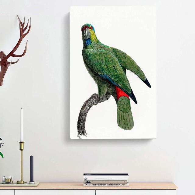 Festive Amazon Parrot by F. Levaillant - Wrapped Canvas Painting Print East Urban Home Size: 50cm H x 35cm W x 3cm D on Productcaster.