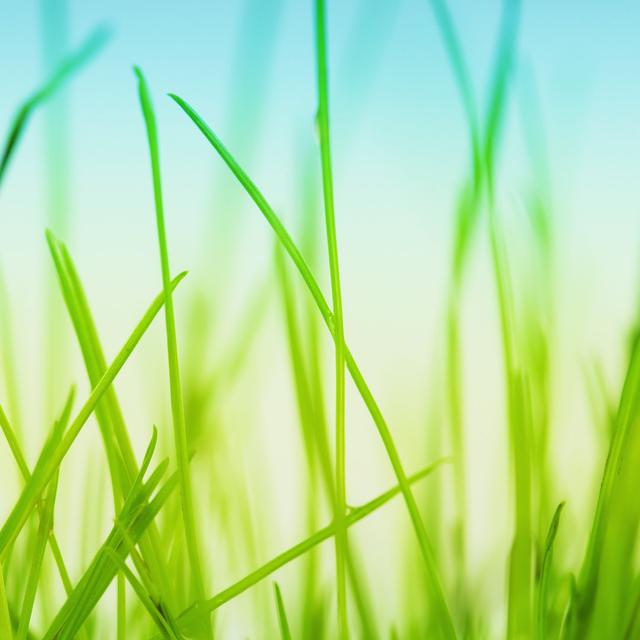 Grass by Loops7 - No Frame Art Prints on Canvas 17 Stories Size: 51cm H x 51cm W on Productcaster.