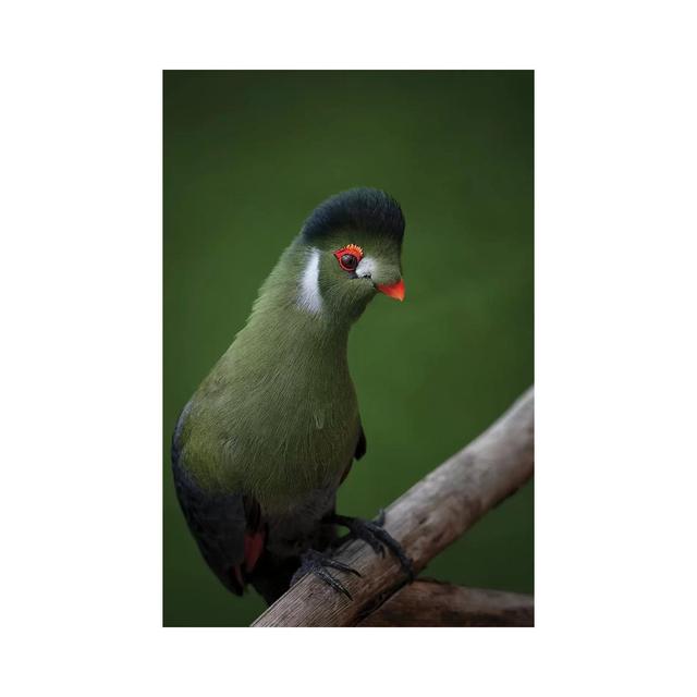 Strike a Pose - White-Cheeked Turaco by Mathilde Guillemot - Wrapped Canvas Graphic Art ClassicLiving Size: 30.48cm H x 20.32cm W x 1.9cm D on Productcaster.