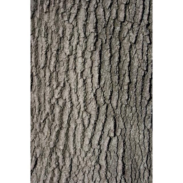 Oak Tree Trunk Bark by Ryasick - No Frame Art Prints on Canvas Alpen Home Size: 91cm H x 61cm W on Productcaster.