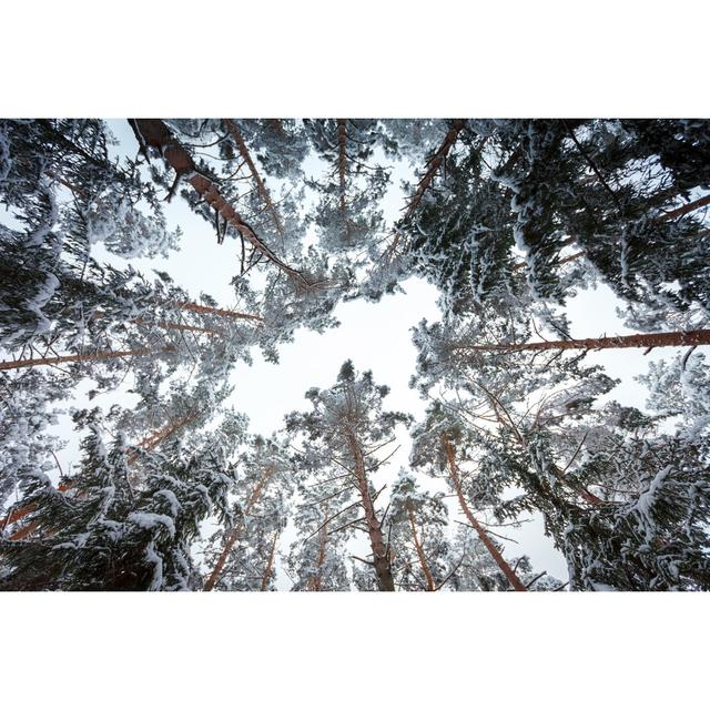 Winter Forest by Druvo - Wrapped Canvas Print Alpen Home Size: 81cm H x 122cm W x 3.8cm D on Productcaster.