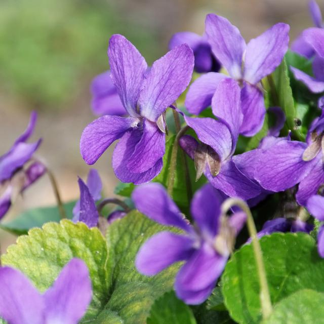 Viola Odorata by LianeM - Wrapped Canvas Photograph Ebern Designs Size: 91cm H x 91cm W on Productcaster.