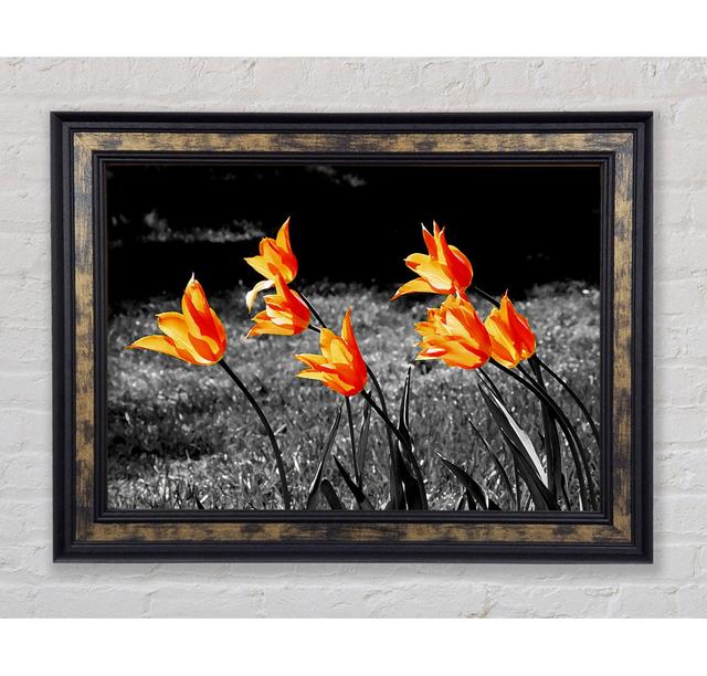 Orange Tulips On B N W - Print Brayden Studio Size: 42cm H x 59.7cm W x 8cm D, Format: Antique Silver Framed Paper on Productcaster.