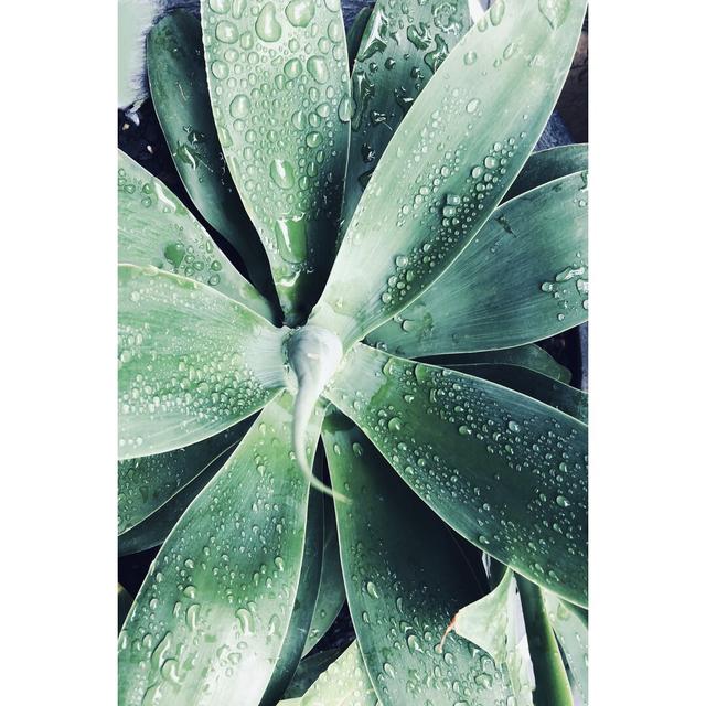 Green Tropical Succulent III by Irena Orlov - Wrapped Canvas Photograph Bay Isle Home Size: 30cm H x 20cm W on Productcaster.