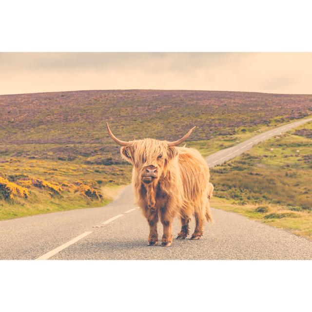 Lonely Highland Cattle On A Country Road by TommasoT - No Frame Print on Canvas Natur Pur Size: 81cm H x 122cm W on Productcaster.