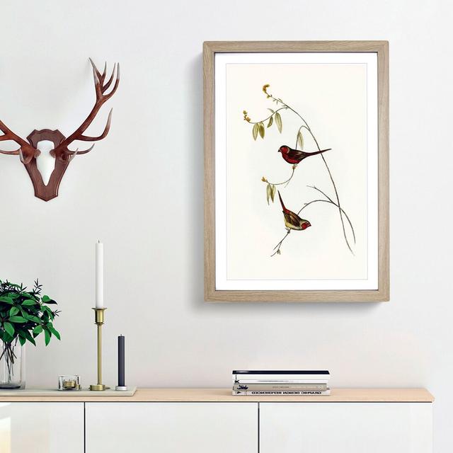 Crimson Finch by Elizabeth Gould - Picture Frame Painting Print East Urban Home Size: 65cm H x 48cm W x 2cm D, Frame Option: Oak Framed on Productcaster.