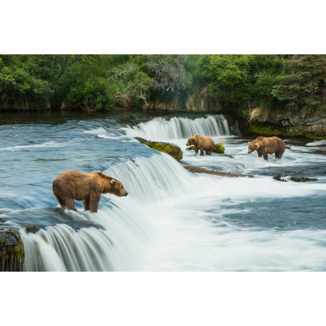 Grizzly Bear by Dennis Stogsdill - Wrapped Canvas Photograph Alpen Home Size: 30cm H x 46cm W on Productcaster.