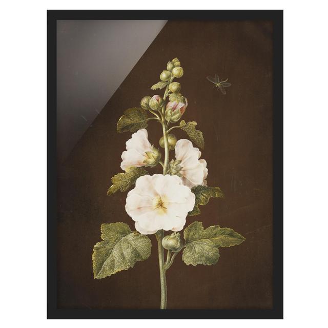 Hollyhock by Barbara Regina Dietzsch - Picture Frame Graphic Art Marlow Home Co. Size: 55cm H x 40cm W x 2cm D, Frame Option: Black Framed on Productcaster.