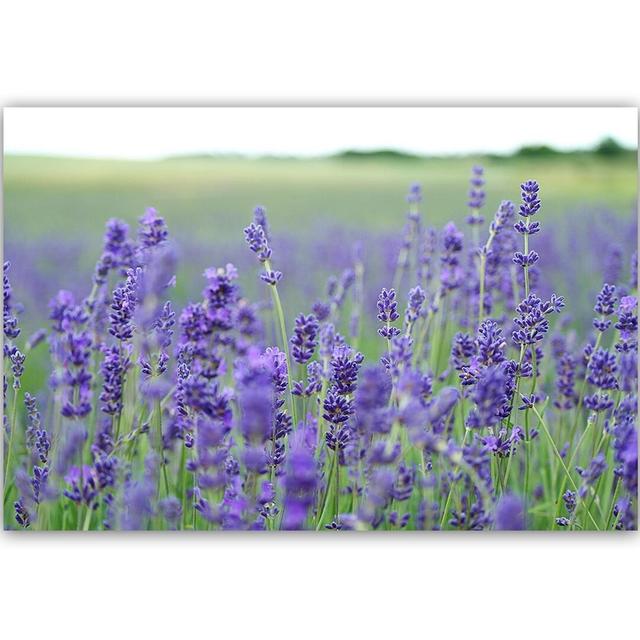 Leinwandbild Lavender Fields ModernMoments Größe: 60 cm H x 90 cm B x 3 cm T on Productcaster.