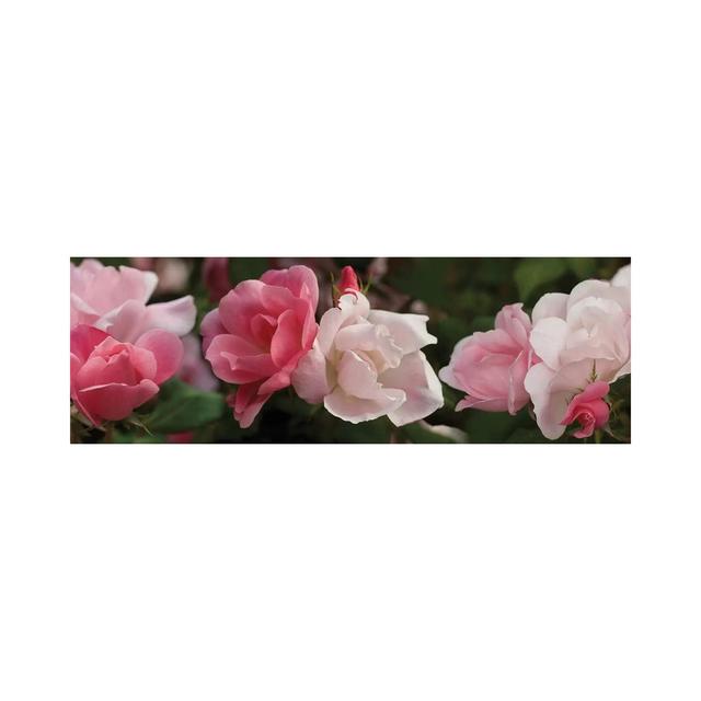 Close-up of Pink and White Roses by Panoramic Images - Wrapped Canvas Panoramic Photograph Canora Grey Size: 50.8cm H x 152.4cm W x 3.81cm D on Productcaster.