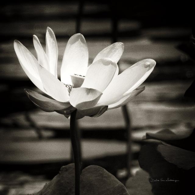 Lotus Flower VIII by Debra Van Swearingen - Wrapped Canvas Photograph Ebern Designs Size: 51cm H x 51cm W on Productcaster.