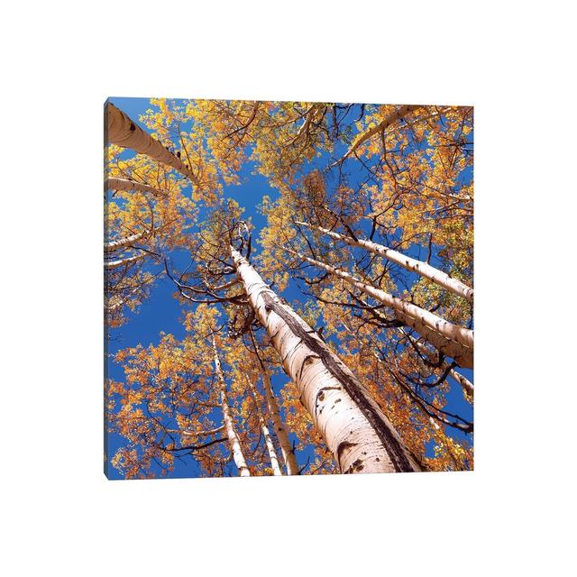 Aspen Trees Against The Sky In Crested Butte, Colorado - Wrapped Canvas Print Alpen Home Size: 30.48cm H x 30.48cm W x 1.91cm D on Productcaster.