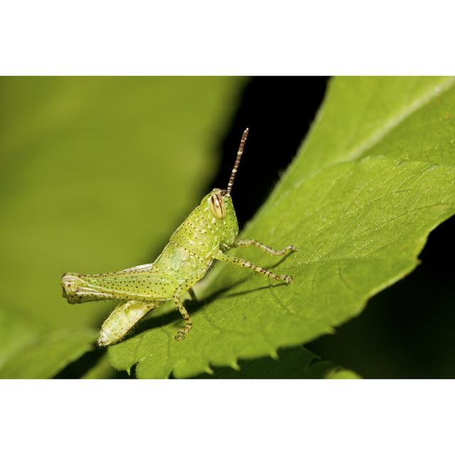 Chasen Nymphae Of A Locust by Photoncatcher - Print 17 Stories Size: 30cm H x 46cm W x 3.8cm D on Productcaster.