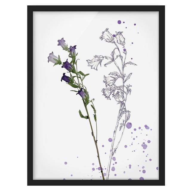 Botanical Watercolour - Bellflower - Picture Frame Painting Rosalind Wheeler Frame Option: Black Framed, Size: 70cm H x 50cm W x 2cm D on Productcaster.