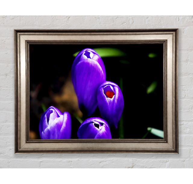 Single Picture Frame Art Prints Bright Star Size: 84.1cm H x 142.2cm W on Productcaster.