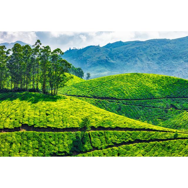 Tea Plantations - Wrapped Canvas Photograph Alpen Home Size: 51cm H x 76cm W on Productcaster.