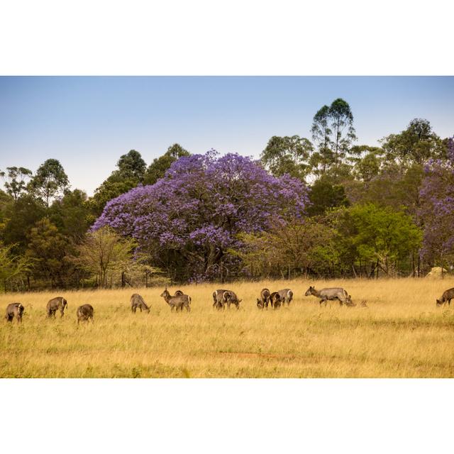 Hillard Herd of Waterbucks Standing by Kamadie - Wrapped Canvas Art Prints Alpen Home Size: 61cm H x 91cm W x 3.8cm D on Productcaster.