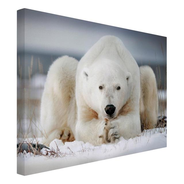 Thoughtful Polar Bear - Wrapped Canvas Art Prints Ebern Designs Format: 260g/m² Canvas, Size: 75cm H x 100cm W on Productcaster.