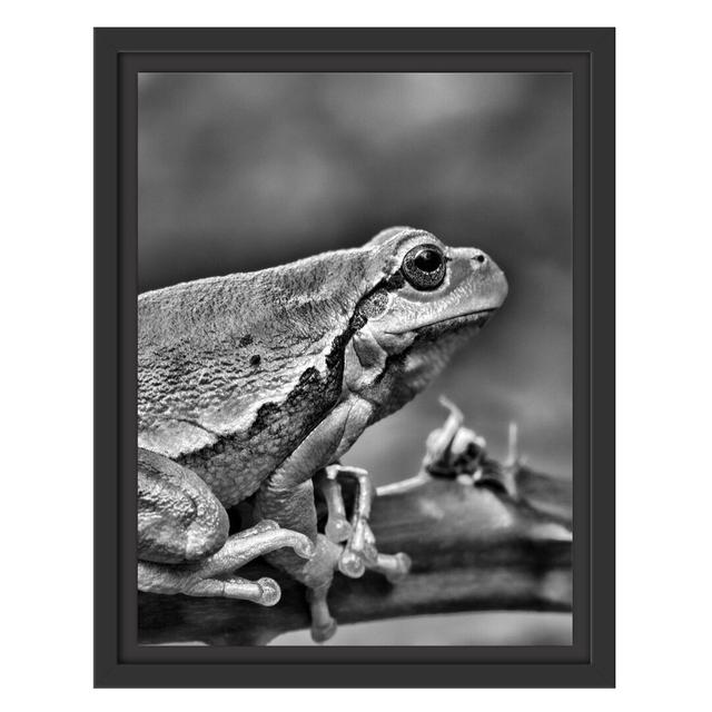 Gerahmtes Wandbild kleiner Frosch auf Dornenast East Urban Home Größe: 38 cm H x 30 cm B on Productcaster.