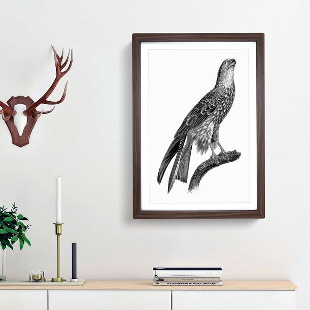 Black Kite Illustration - Picture Frame Art Print East Urban Home Frame Option: Walnut Framed, Size: 48cm H x 36cm W x 2cm D on Productcaster.