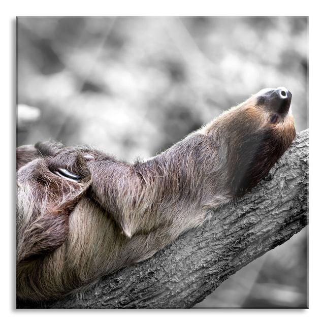 Sleeping Sloth In A Branch Fork, Black And White Detail - No Frame Print on Glass Ebern Designs Size: 80cm H x 80cm W x 0.4cm D on Productcaster.