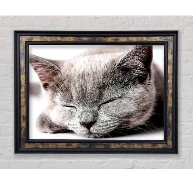 Sleepy Grey Kitten - Einzelner Bilderrahmen Kunstdrucke Bright Star Größe: 42cm H x 59,7cm B on Productcaster.