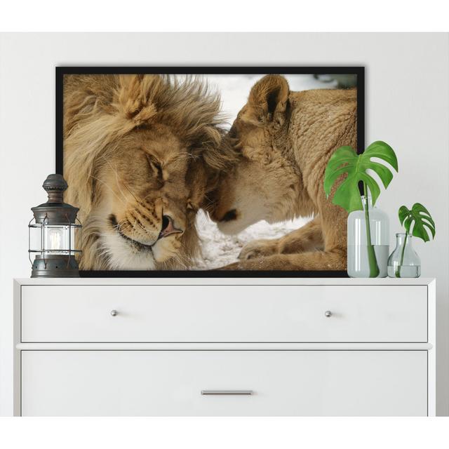 Gerahmtes Foto "Snuggling Lions" ModernMoments Größe: 80 cm H x 60 cm B x 2.5 cm T on Productcaster.