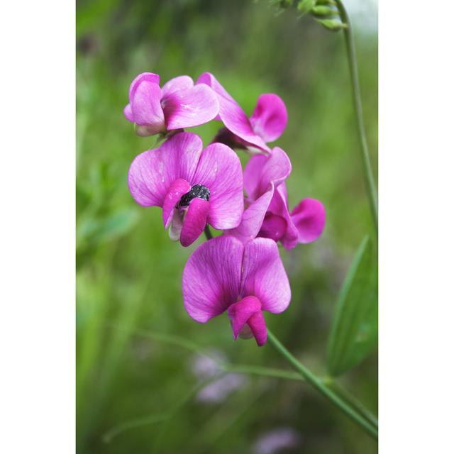 Beheler Peas Flower - Wrapped Canvas Print 17 Stories Size: 122cm H x 81cm W x 3.8cm D on Productcaster.