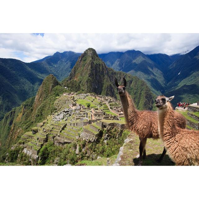 Llama in Machu Picchu by Marnixfoeken - Wrapped Canvas Photograph Alpen Home Size: 81cm H x 122cm W x 3.8cm D on Productcaster.