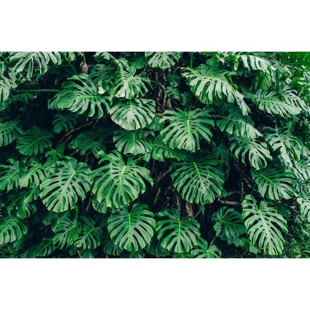 Green Leaves of Monstera Philodendron Plant Growing in Greenhouse by Taniawild - Wrapped Canvas Photograph 17 Stories Size: 20cm H x 30cm W on Productcaster.