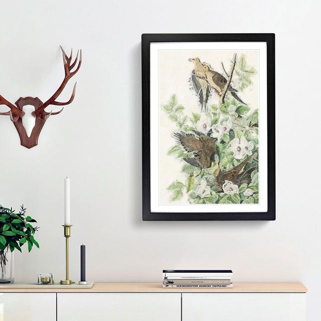 Carolina Pigeons by John Audubon - Picture Frame Painting Print East Urban Home Frame Option: Black Framed, Size: 65cm H x 48cm W x 2cm D on Productcaster.