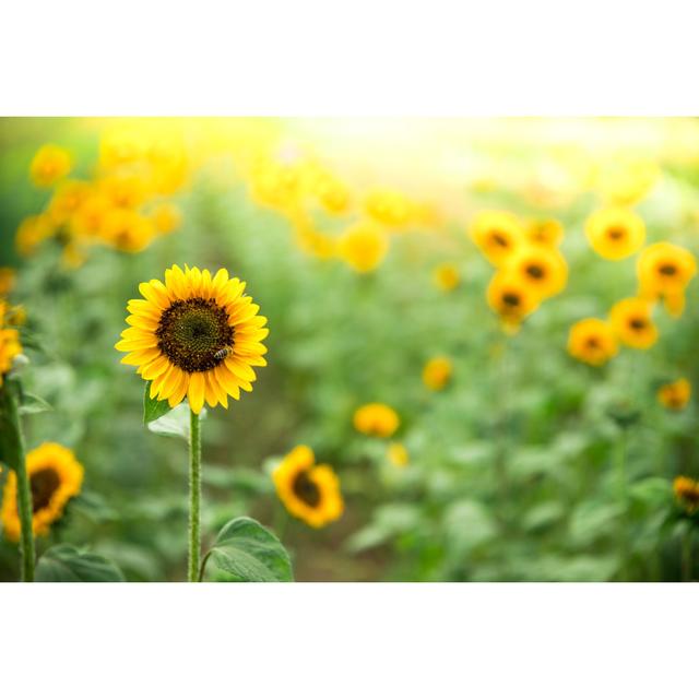 Field Of Blooming Sunflowers, Summer August Grove Size: 81cm H x 122cm W x 3.8cm D on Productcaster.