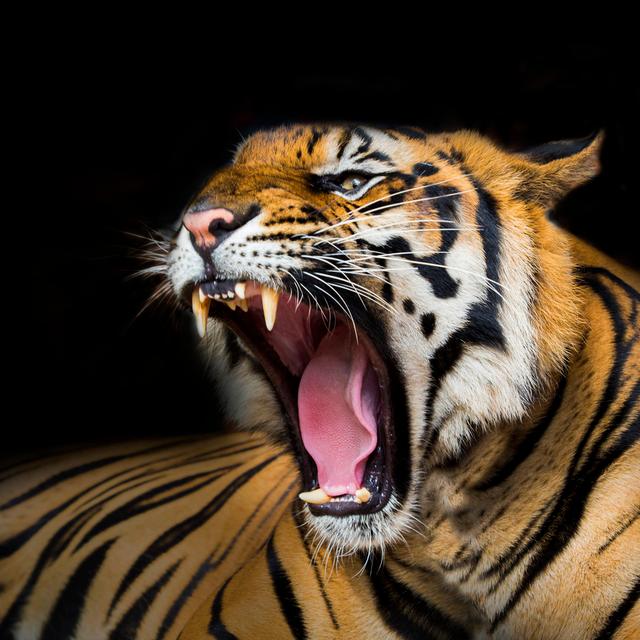 Tiger Ready To Attack - Wrapped Canvas Print 17 Stories Size: 51cm H x 51cm W x 3.8cm D on Productcaster.