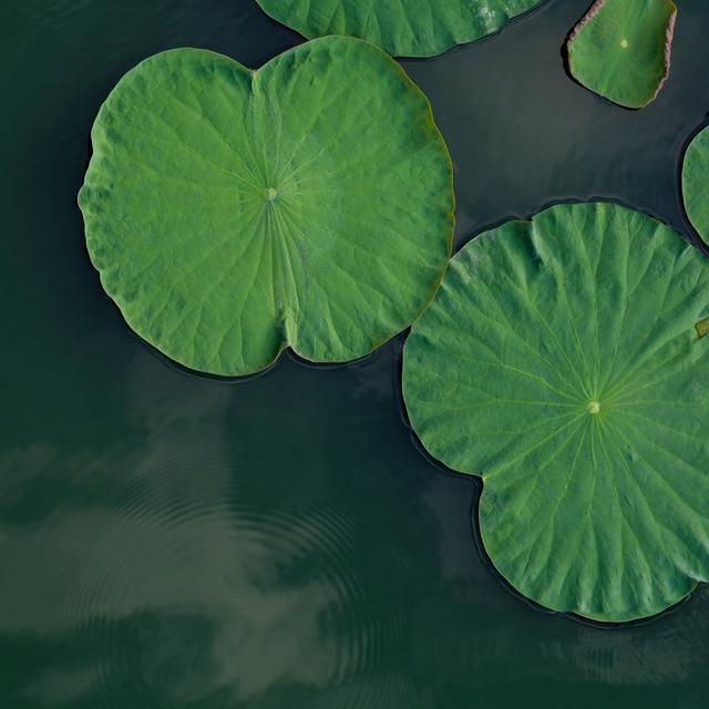 Green Lotus Leaves by Kerdkanno - Wrapped Canvas Photograph Latitude Run Size: 122cm H x 122cm W on Productcaster.