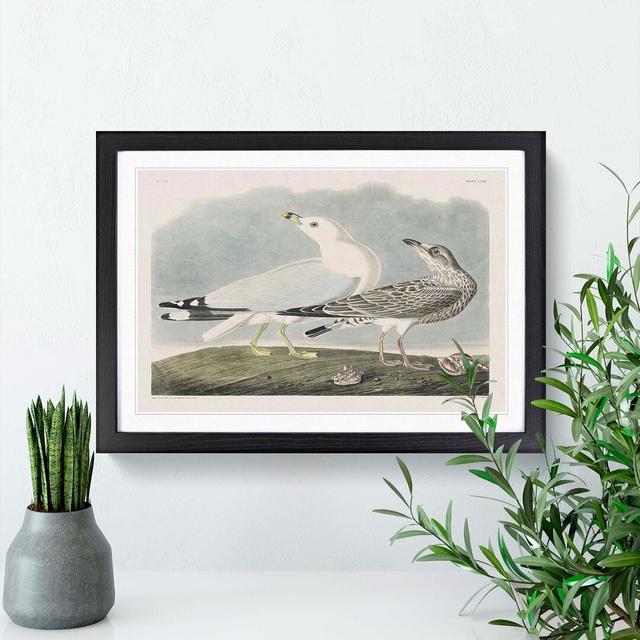 Common American Gulls by John Audubon - Picture Frame Painting East Urban Home Frame Option: Black Framed, Size: 48cm H x 65cm W x 2cm D on Productcaster.