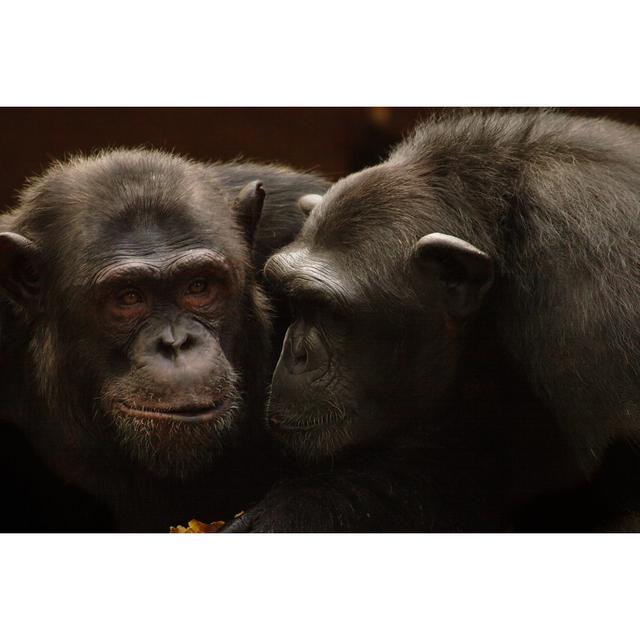 Chimpanzees Sharing Secrets by Absolutely_frenchy - Wrapped Canvas Print Natur Pur Size: 81cm H x 122cm W on Productcaster.