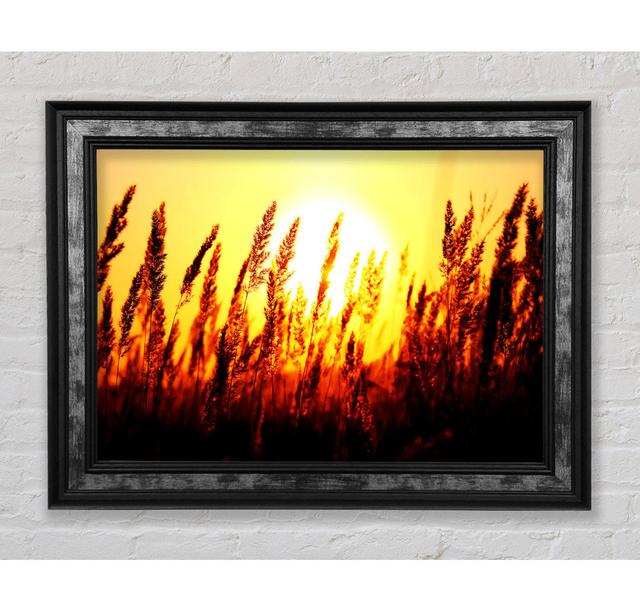 Beautiful Sun Rise Reeds - Single Picture Frame Art Prints Bright Star Size: 84.1cm H x 142.2cm W x 8cm D on Productcaster.