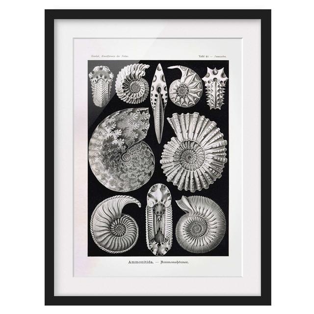 Picture With Frame - Vintage Instructional Panel Fossils Black White - Portrait 4:3_Matte Highland Dunes Frame Option: Black, Size: 70cm H x 50cm W x on Productcaster.