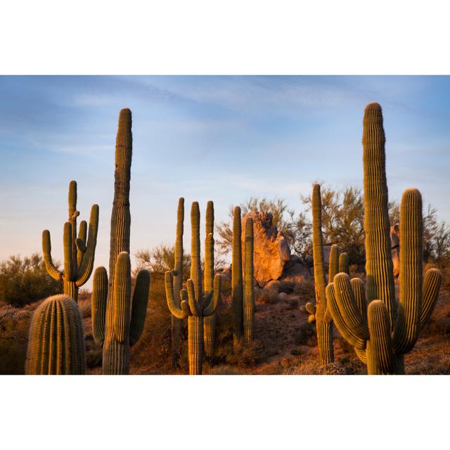 Saguaros in Arizona World Menagerie Größe: 80 cm H x 120 cm B on Productcaster.