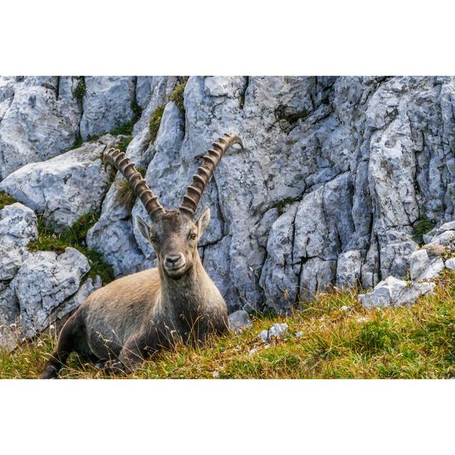 Ibex Sitting In Meadow by Andreasgaertner - Wrapped Canvas Print Alpen Home Size: 61cm H x 91cm W x 3.8cm D on Productcaster.