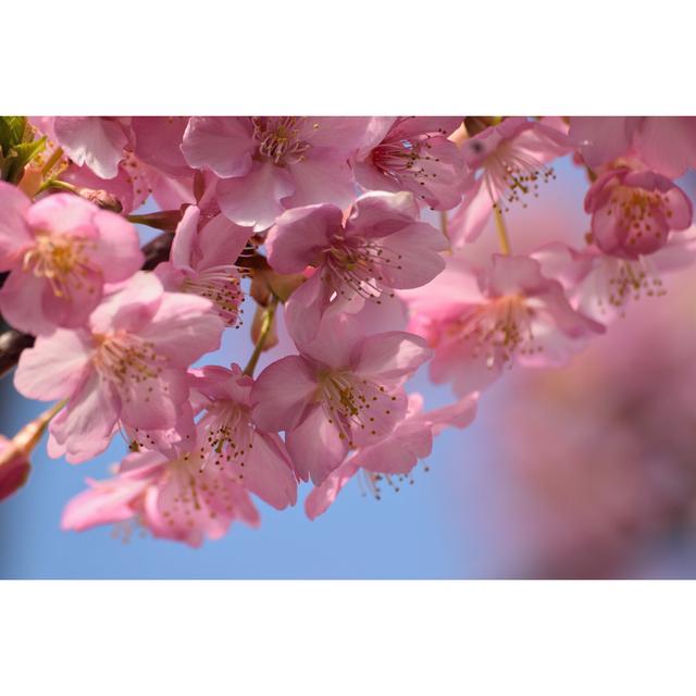 Japanese Cherry Blossom 17 Stories Size: 81cm H x 122cm W on Productcaster.