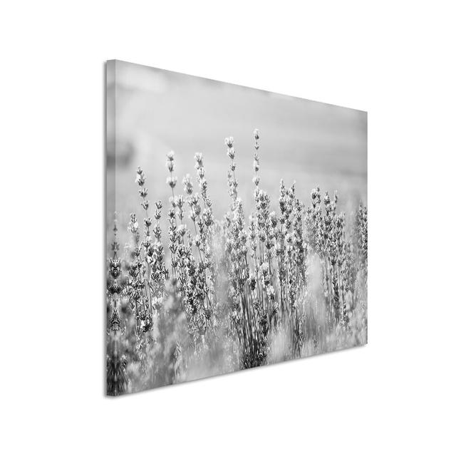 Leinwandbild „Lavendel“, Fotodruck East Urban Home on Productcaster.