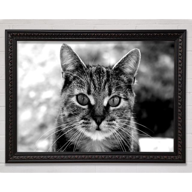 Single Picture Frame Art Prints Bright Star Size: 42cm H x 59.7cm W on Productcaster.