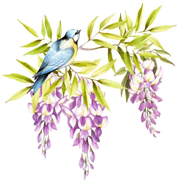 Bird On A Branch Of Wisteria by Oksana Hlianko - Wrapped Canvas Art Prints Marlow Home Co. Size: 76cm H x 76cm W x 3.8cm D on Productcaster.